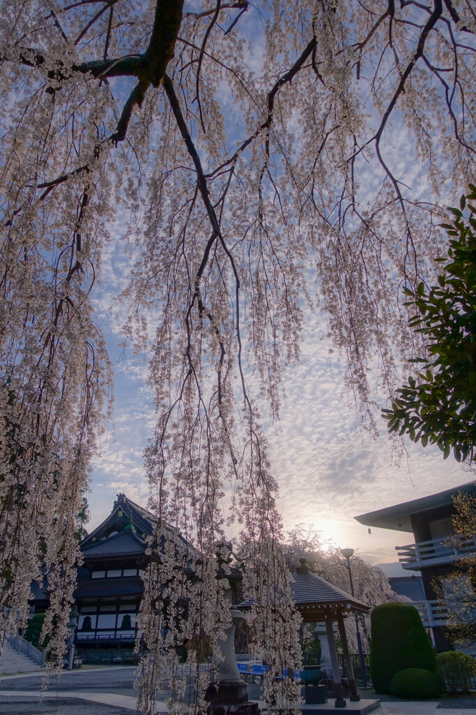 minobu sakura03