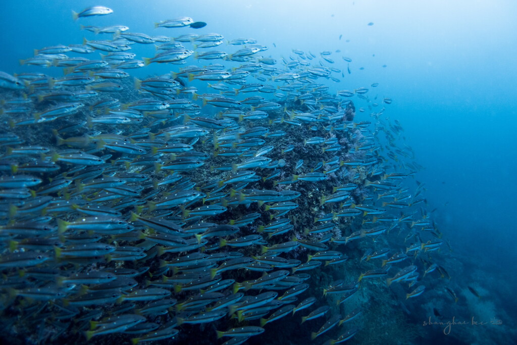 Two-spot banded snapper