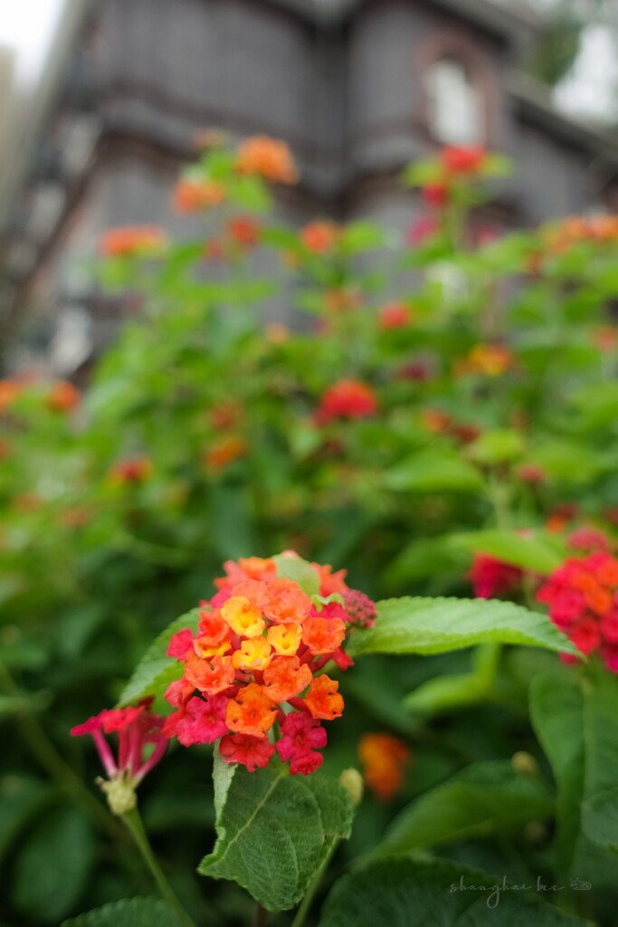 lantana in the ecupl