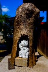 lucky cat of hakusan shrine