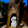 lucky cat of hakusan shrine