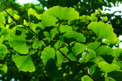 lockdown scenery~bordered ginkgo leaves