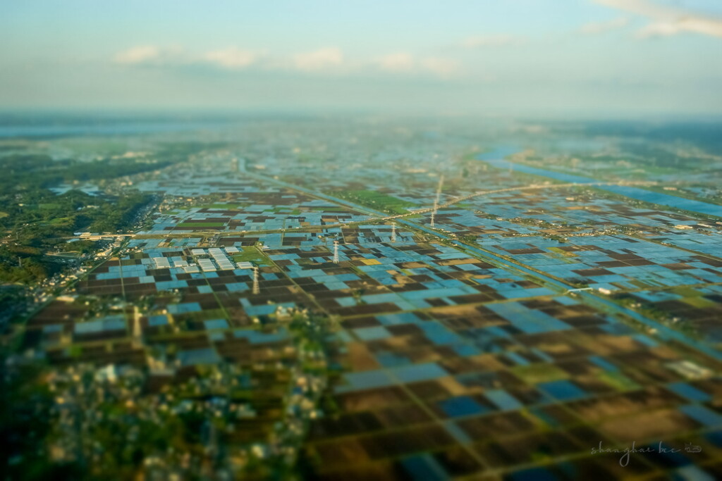 rice farming field