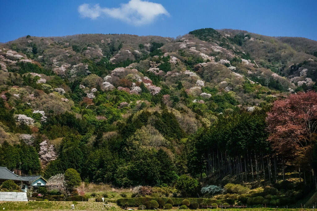 sakuragawa in spring04