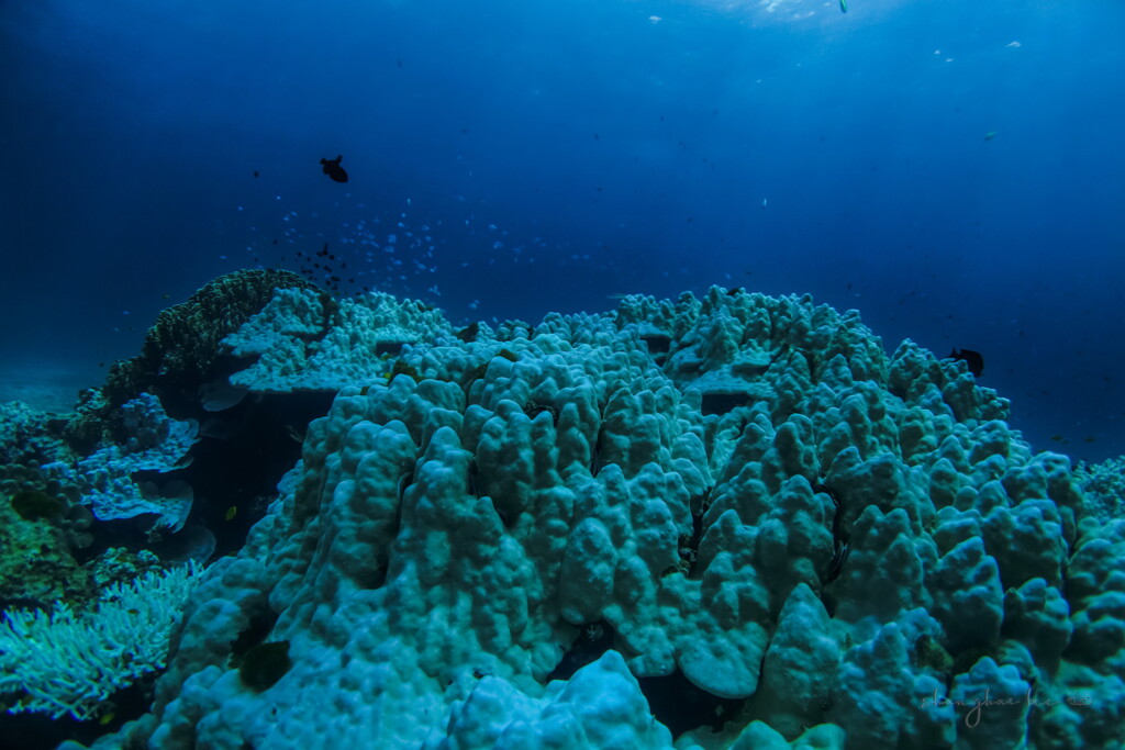 white weakened coral