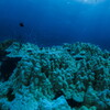 white weakened coral