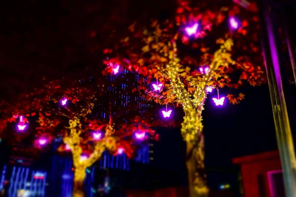 butterfly of light