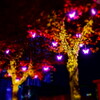 butterfly of light