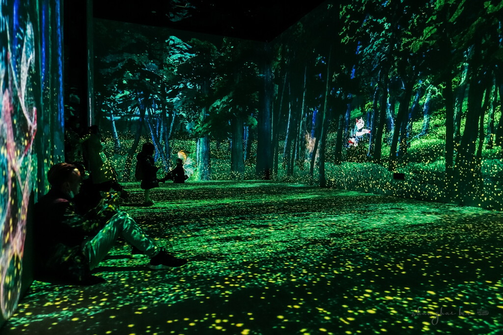 mysterious forest of tol