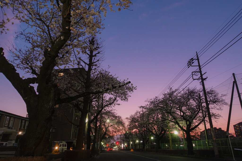 sunset and sakura