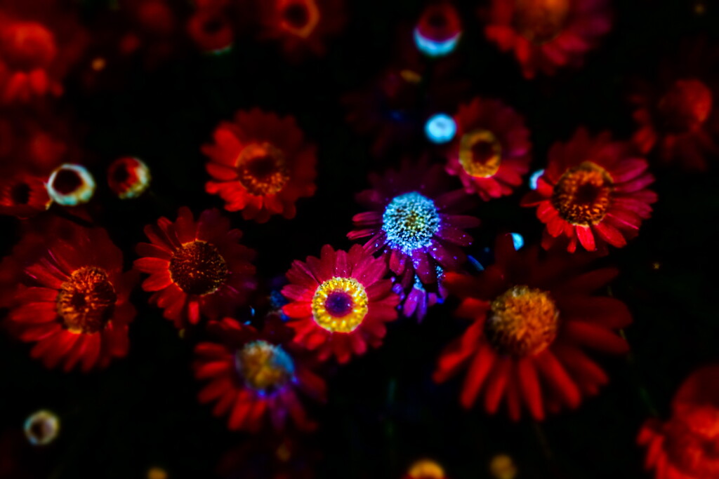 pl art~flower02