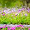 anemone