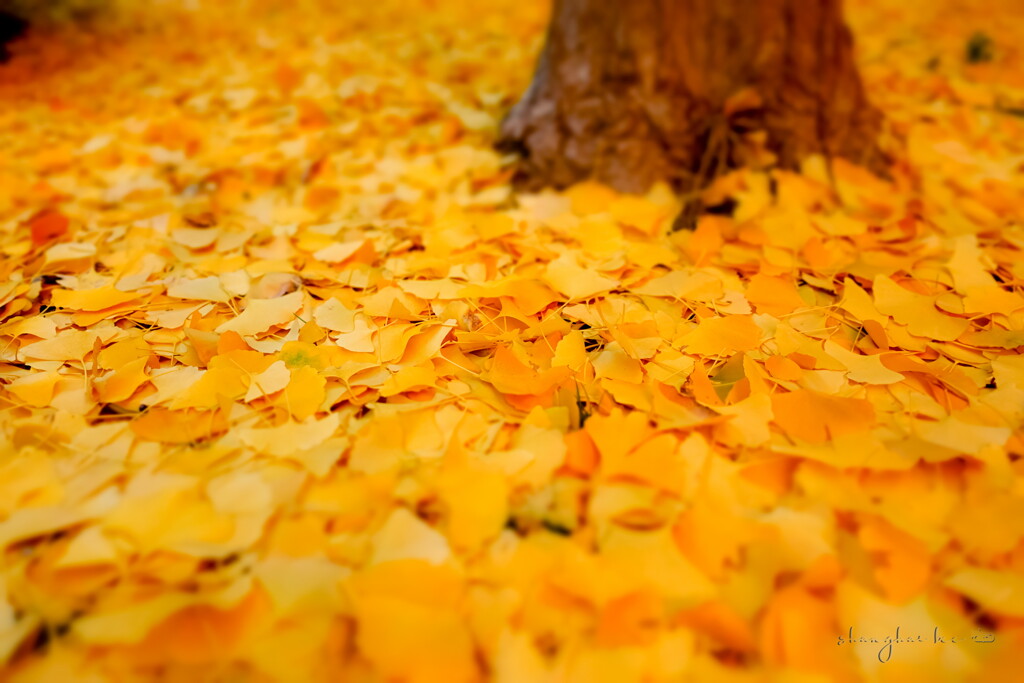 yellow carpet