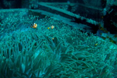 clownfish family