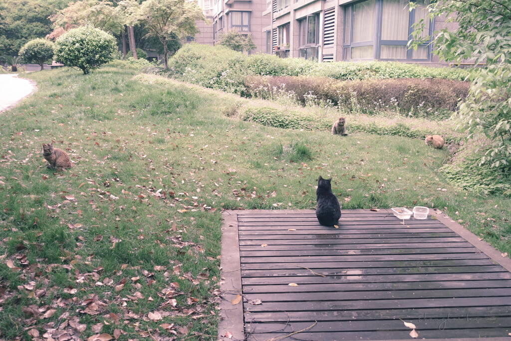 shanghai lockdown ~ formation