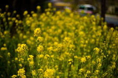 canola flower on the daigaku street