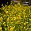 canola flower on the daigaku street