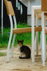 kitten under matsuyama  castle