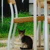 kitten under matsuyama  castle