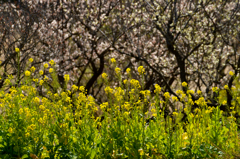 field mustard & plum blossoms