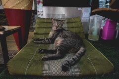 phi phi cat 05