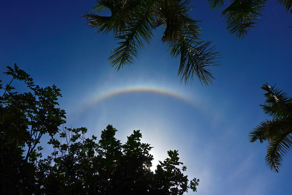 halo in thailand