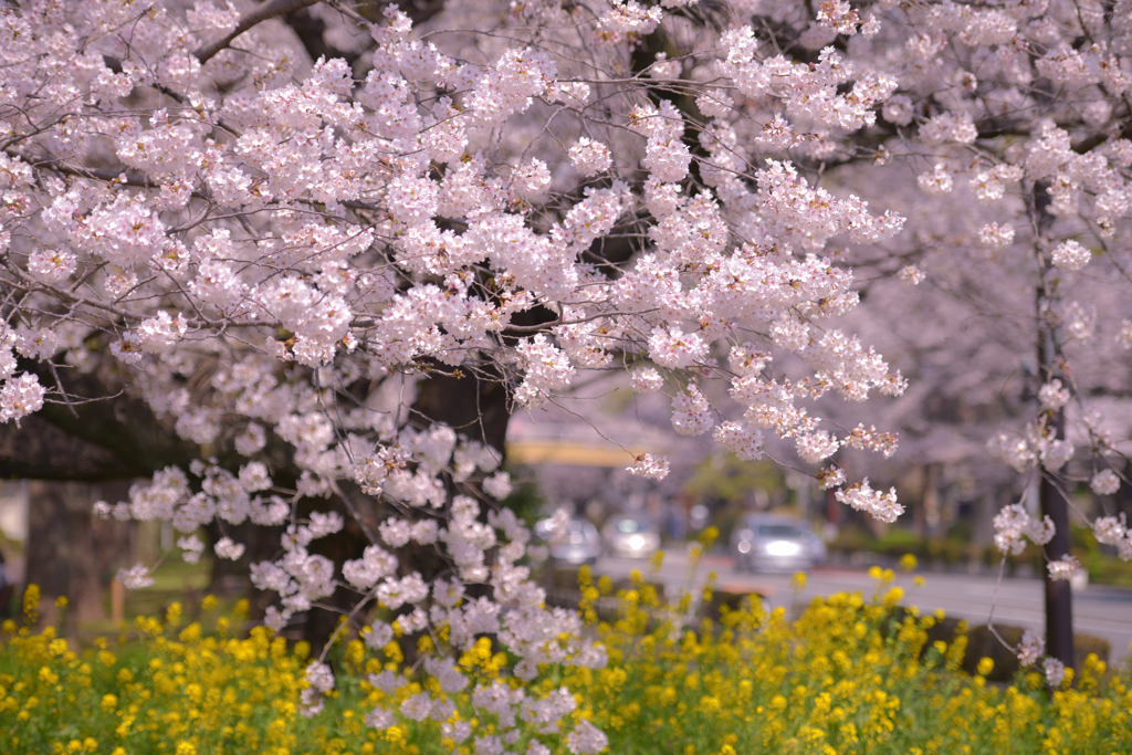 pink & yellow