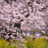 pink & yellow