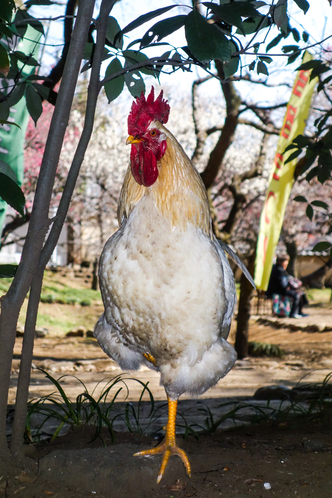 boss rooster