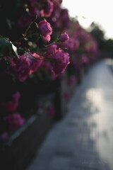 wild roses in full bloom