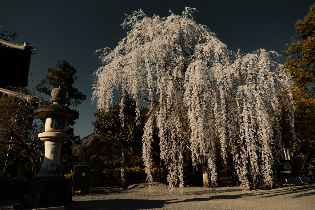 minobu sakura image01