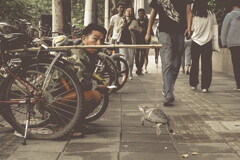 turtle selling man