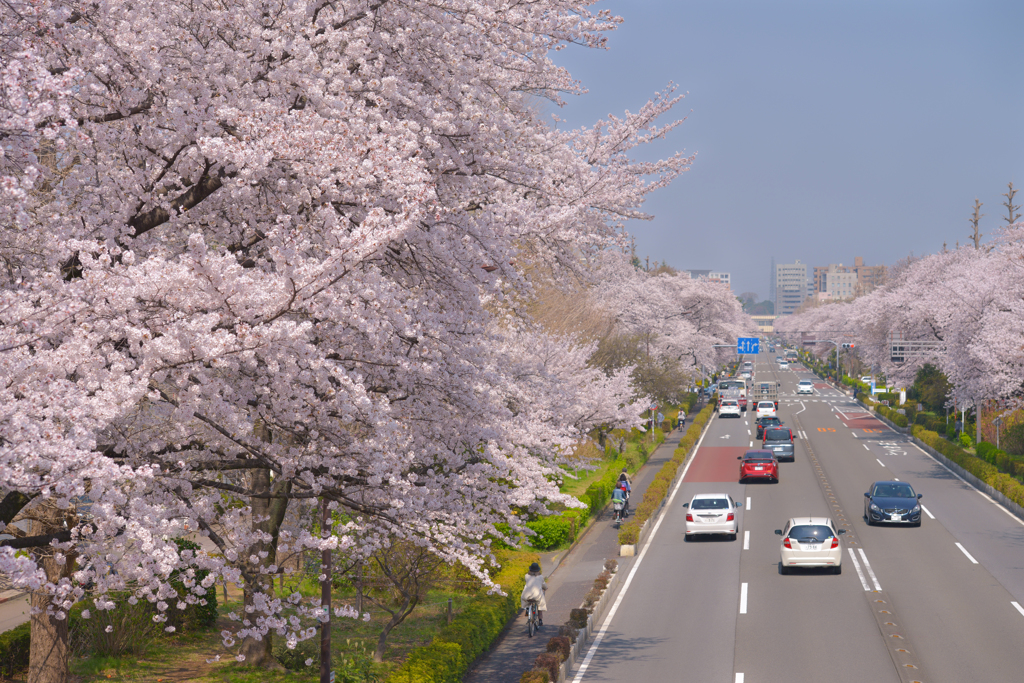 daigaku street in the spring of 2018
