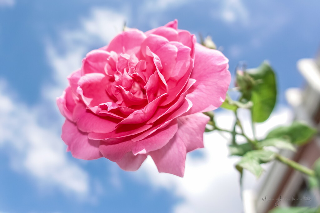 roadside roses