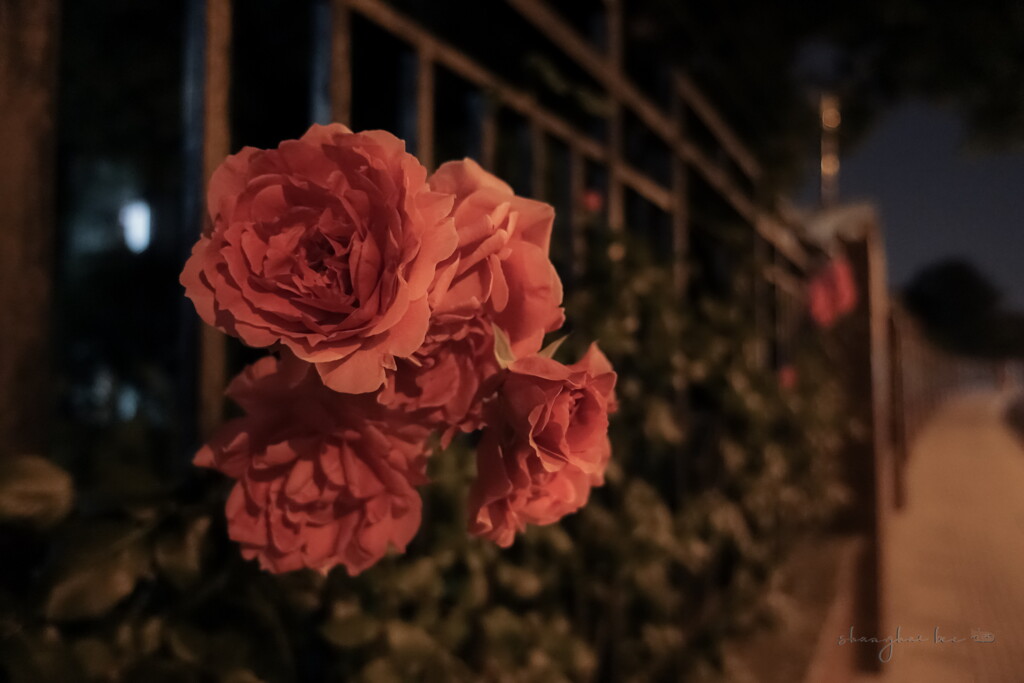 early summer china roses