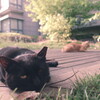 shanghai lockdown ~ doze