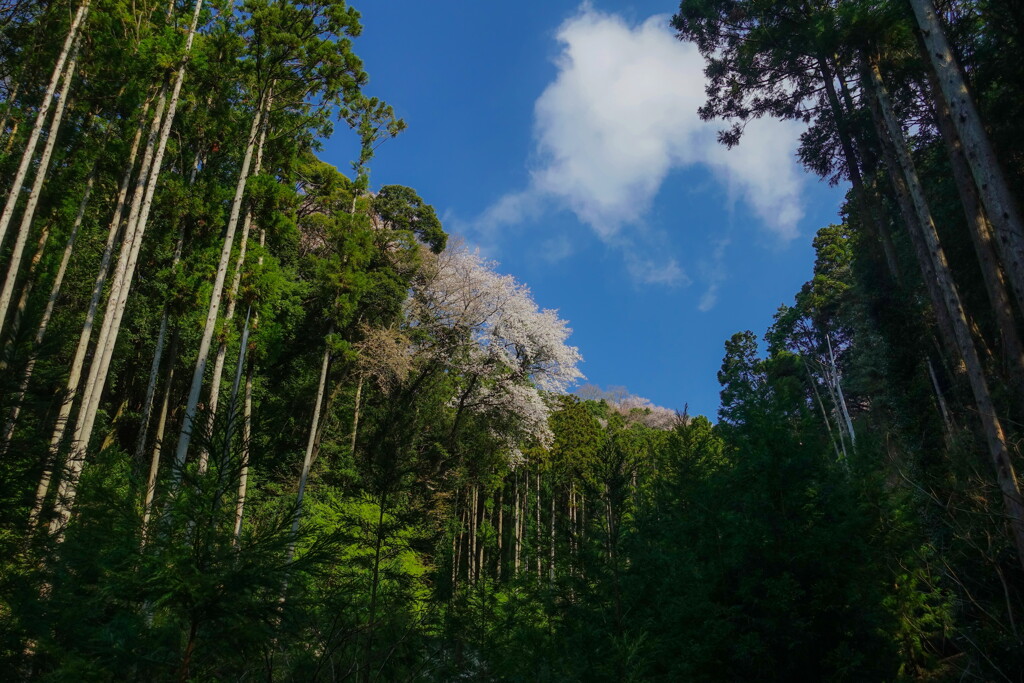 sakuragawa in spring02