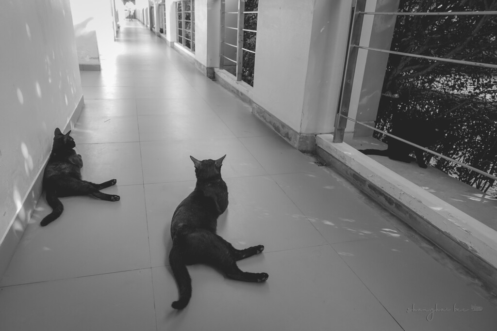 phi phi cat 03