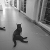 phi phi cat 03
