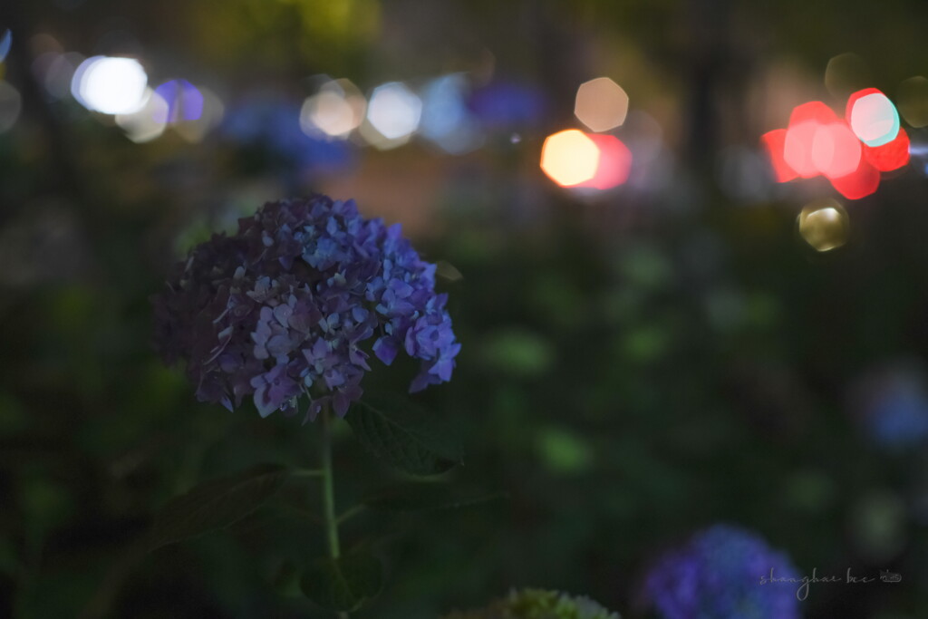 night purple