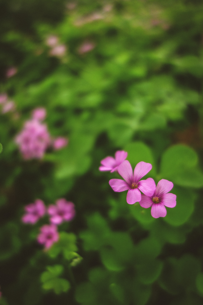 oxalis flowers