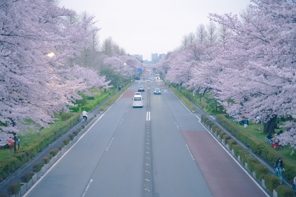 daigaku street in spring