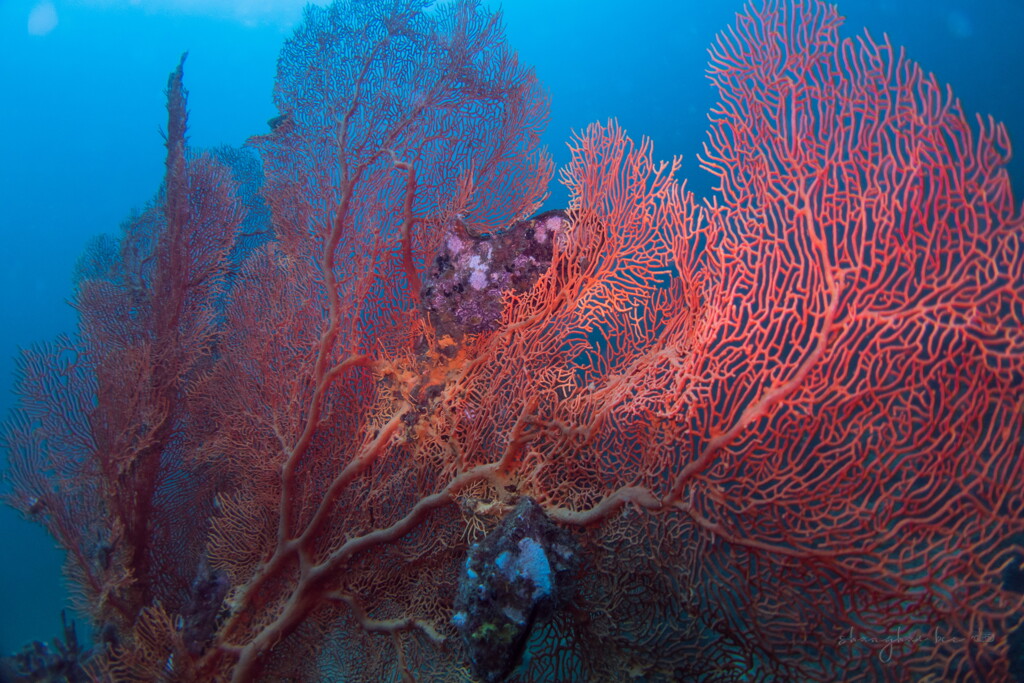melithaea flabellifera 01