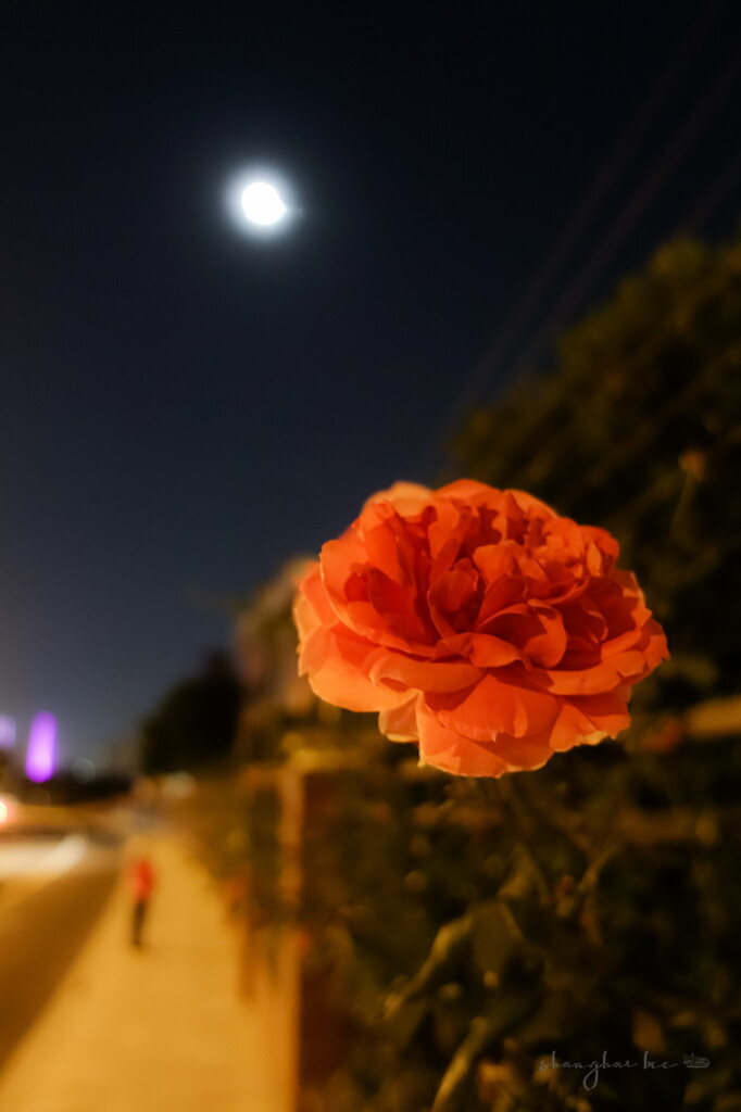 autumn night wild roses,again