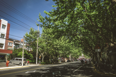 fresh green leaves of yuyuan street