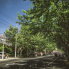 fresh green leaves of yuyuan street