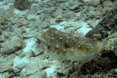 golden cuttlefish