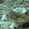 golden cuttlefish