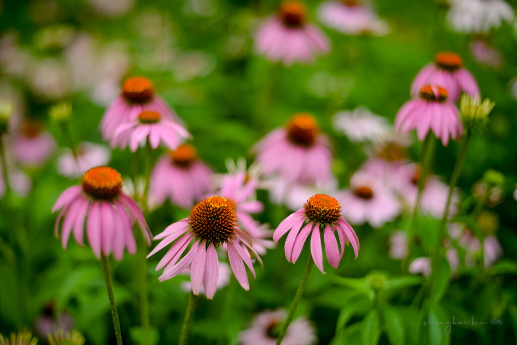echinacea purpurea