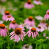 echinacea purpurea